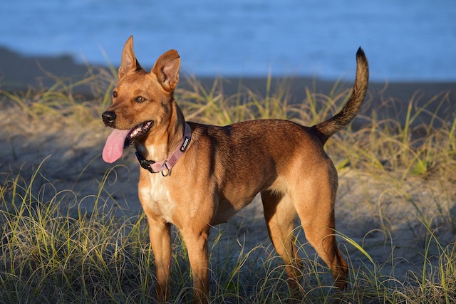 Australská kelpie