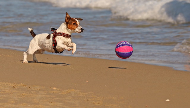 Jack Russell teriér